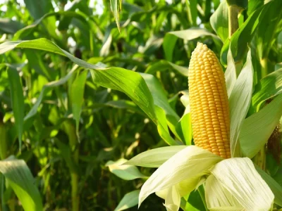 USDA Corn Stocks Surprise: What the New Data Actually Means for Markets